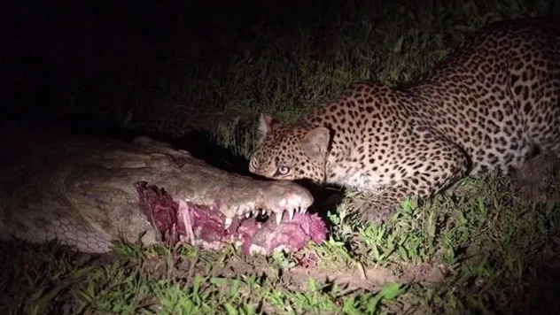 Ловкий леопард украл еду прямо из пасти крокодила (видео)
