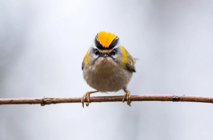 Умилительные моськи: 13 самых забавных мордочек в истории конкурса Nature Photographer of the Year | Источник: Magdalena Schaaf / GDT Nature Photographer of the Year 2017