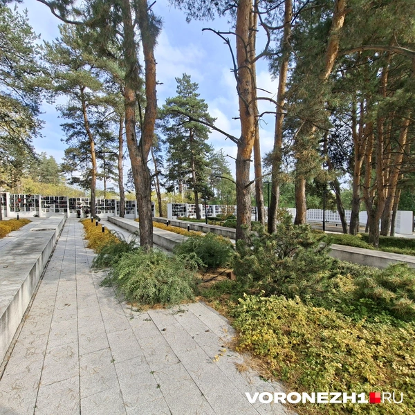 Источник: Алёна Воропаева / Voronezh1.ru