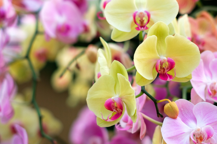 орхидеи, необычные факты