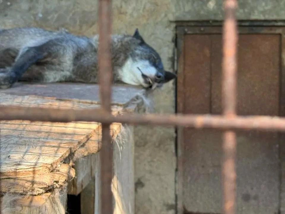 Посетители пожаловались на состояние волка | Источник: Пользователь «Яндекс.Карт»