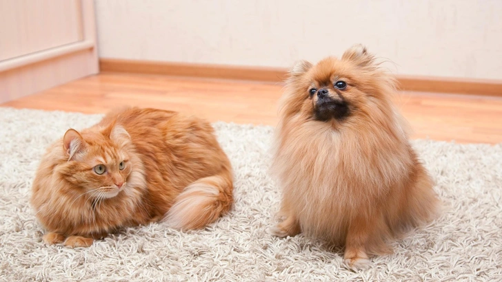 Ветеринар Лисичкина назвала 11 пород собак, хорошо уживающихся с кошками. Но есть условие | Источник: iStock/Olezzo