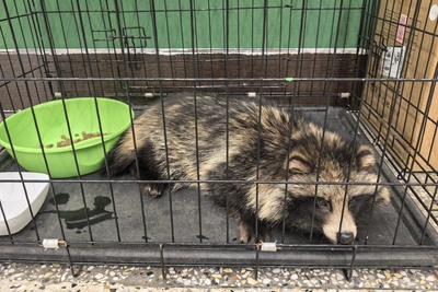 Енотовидную собаку нашли на улице в Барнауле