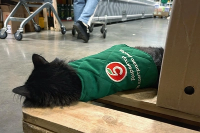 Stray Cat Becomes Fish Control Director at Pyatyorochka