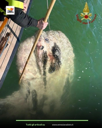Заблудилась: в Венеции достали из лагуны огромную луну-рыбу, мешавшую судам