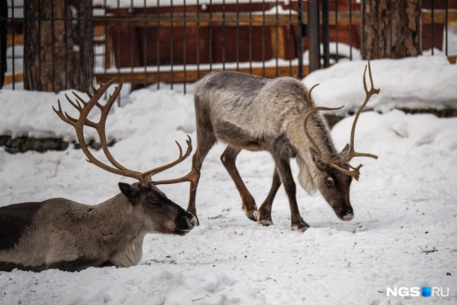 Олени ищут себе пропитание и передвигаются большими стадами | Источник: Александр Ощепков / NGS.RU