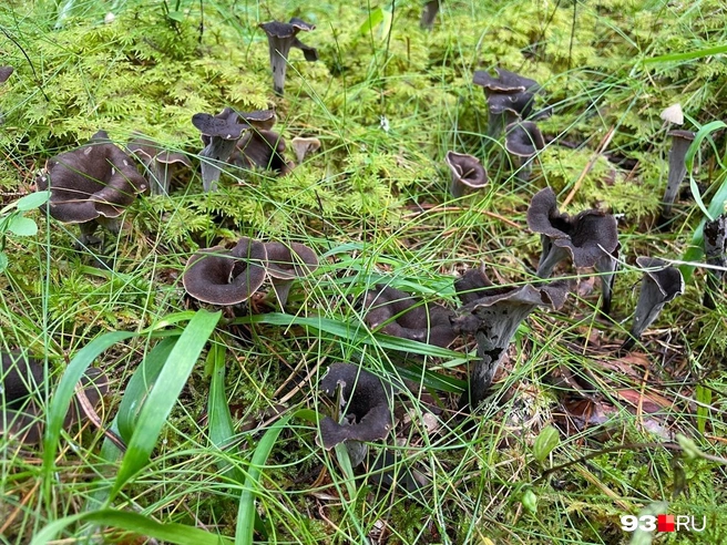 Черные лисички становятся трендом среди кубанских грибников | Источник: Андрей Калинин / 93.RU
