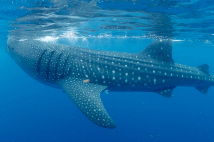 Ученые подсчитали количество пластика, съедаемого китовыми акулами