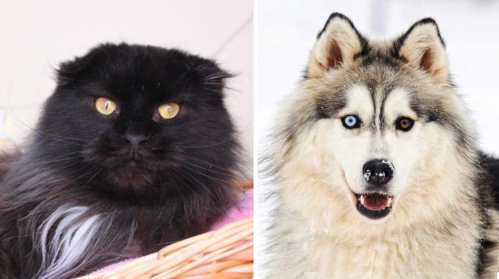 Котопёс недели: станьте хозяином роскошной кошки Ирис или удивительного пса Потапа