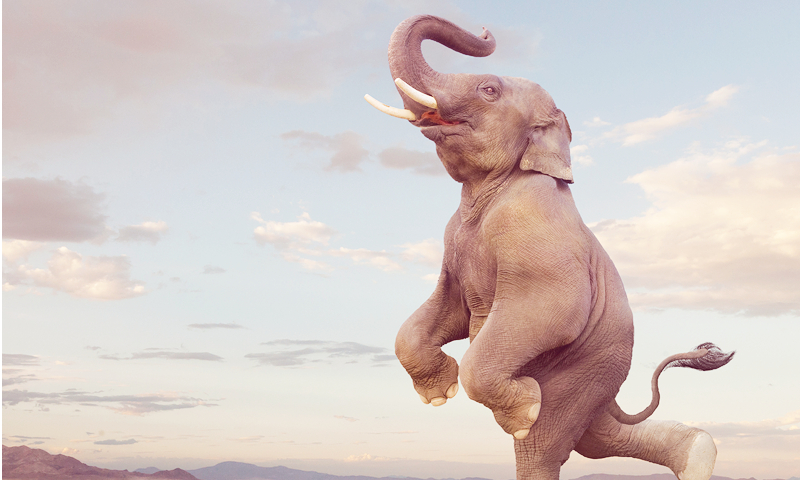 5 вещей, которые слоны умеют делать, а ты – нет | theGirl