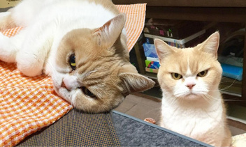 Как выглядит и чем знаменит самый сердитый кот в Японии