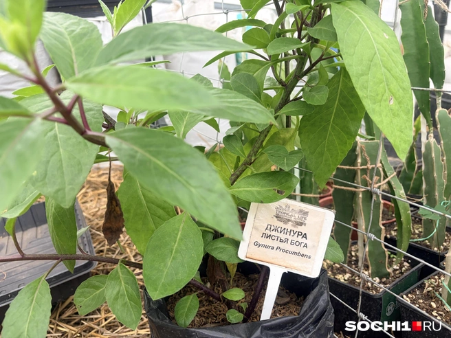 Листья бога можно есть просто так  | Источник: Анна Грицевич / SOCHI1.RU