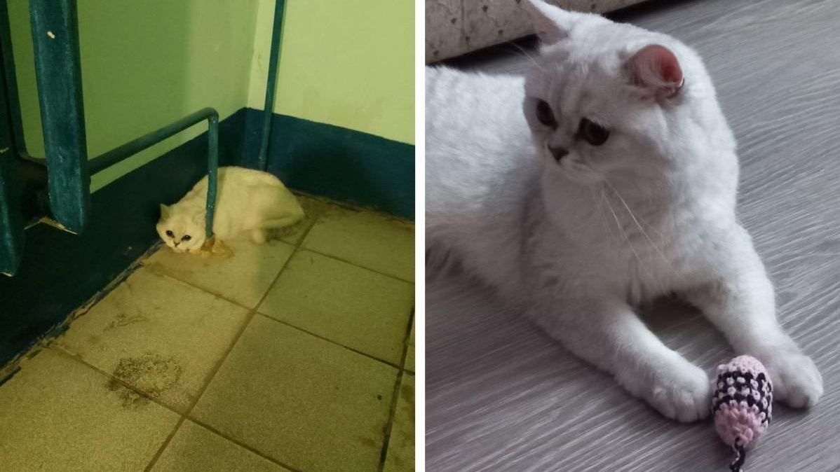 «Хочется о ком-то заботиться!»: в Перми дорогущий кот-шиншилла, которого подкинули в подъезд, уехал к пожилой паре