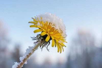 30 мая: на Сахалине дожди и снег, на Курилах до +14°C