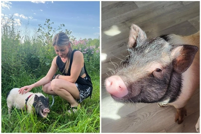 Yaroslavl woman adopts a mini pig — video