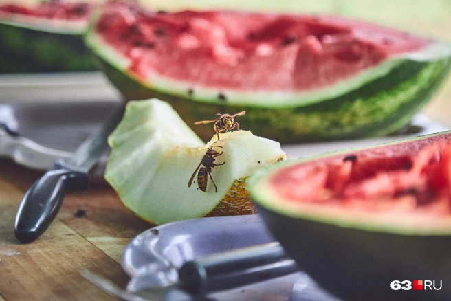 Дегустаторы прилетели | Источник: Роман Данилкин / 63.RU