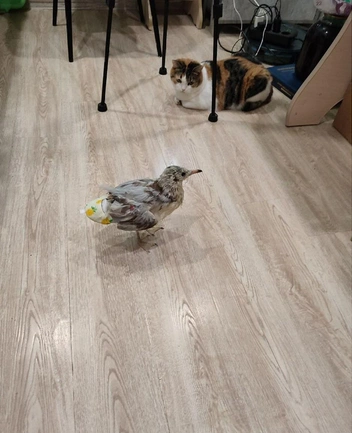 Кошка его не волнует | Источник: Елена Фурцева