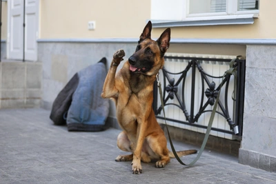 В Петербурге определят официальные зоны для выгула питомцев