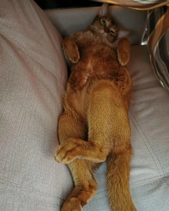 Этот рыжий красавец переживает холода на мягкой софе | Источник: читательница НГС Надежда