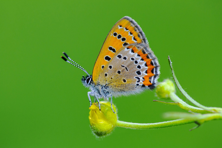 Дважды рожденные: 9 удивительных фактов о бабочках