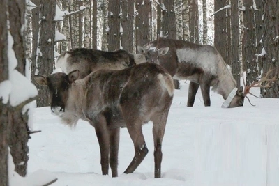 Вездеходы из Череповца следят за миграцией оленей