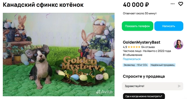 Двухмесячный котенок канадского сфинкса двэльфа | Источник: Avito.ru