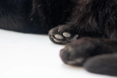 В Бодайбо кошку подстрелили, ветеринары удалили пули