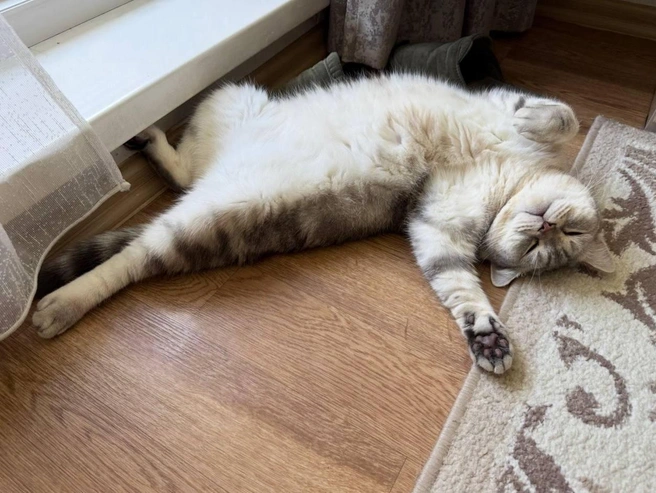 Некоторые котики вовсе не мерзнут и лениво проводят субботу. | Источник: Наталья