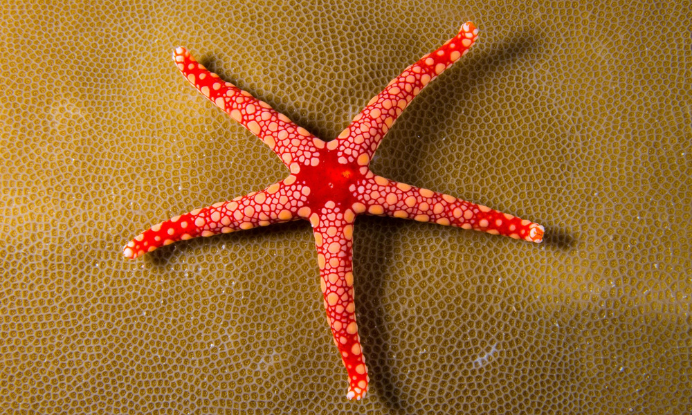 Почему у животных не бывает трех или пяти ног | Вокруг Света