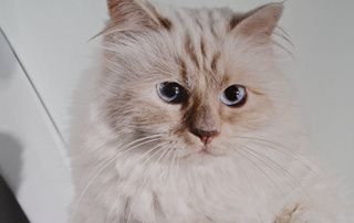Как живет наследница Лагерфельда — самая богатая кошка в мире
