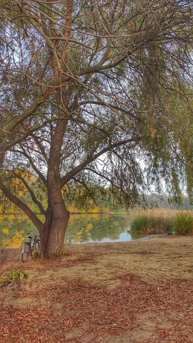 Люди приходят сюда на отдых чуть ли не каждый день | Источник: Ирина Голоколенова