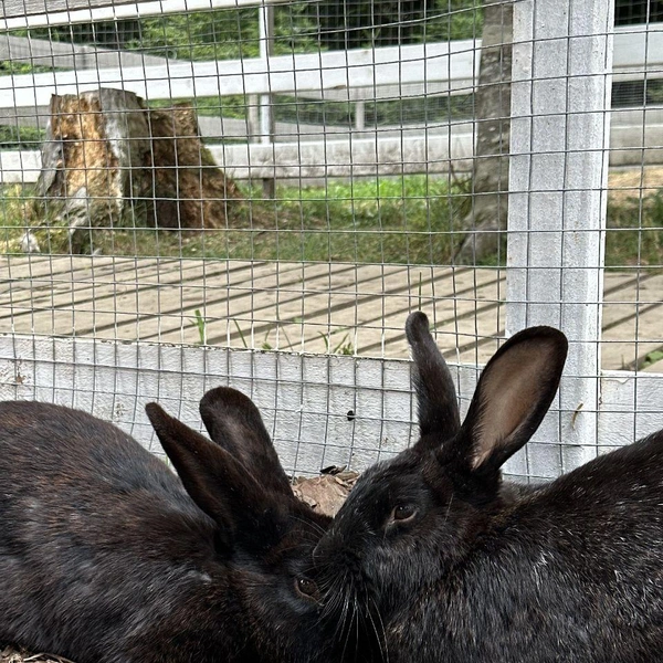 Животных на ферме можно гладить и кормить | Источник: из личного архива Евгении