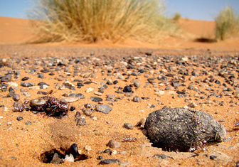 Ученые выяснили, как муравьям удается выживать в Сахаре