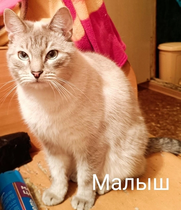 Источник: «Помощь бездомным животным г. Полярные Зори!» / Vk.com