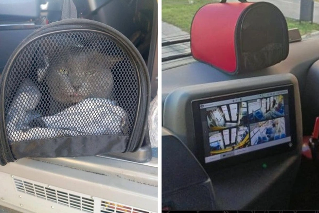 Котик прокатался с водителем весь вечер | Источник: Владимир, водитель автобуса