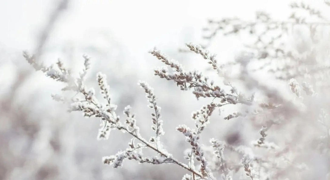 Сад зимой: что делать и как защитить растения от холода | Источник: Алисса Набиуллина / Pexels