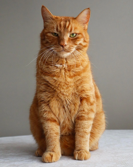 Кот Персик | Источник: Ангелина Жернакова