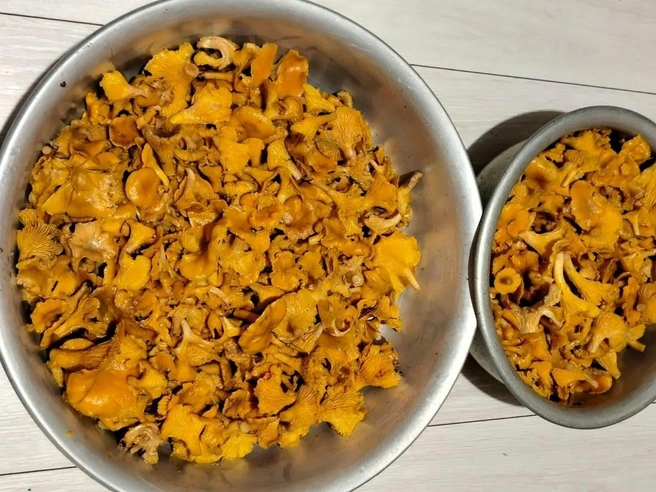 Урожай лисичек, собранный во Фряново в декабре | Источник: Антонина Нестерова / Грибы в Подмосковье 2025 / Vk.com