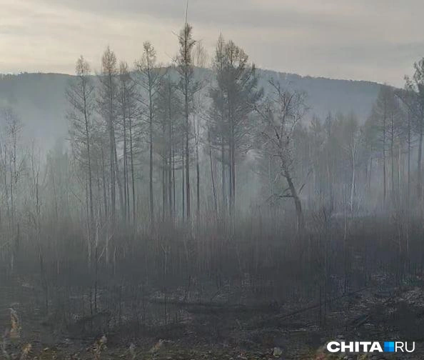 Черные горельники после прошлогодних пожаров в Атамановке обещают убрать | Источник: «Чита.Ру»
