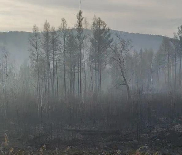 Черные горельники после прошлогодних пожаров в Атамановке обещают убрать | Источник: «Чита.Ру»