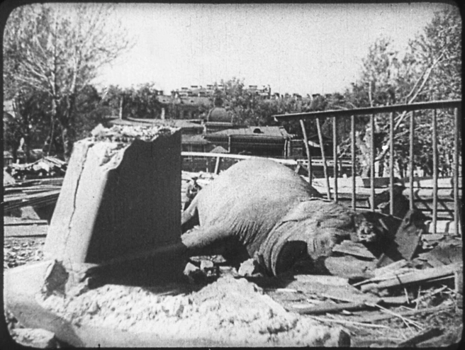 Ленинградский зоопарк в годы войны: история выживания и верности | Источник: Архив Ленинградского зоопарка