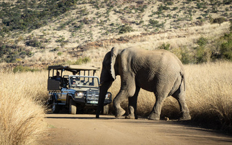 Трехтонная слониха насмерть затоптала туриста: детали жуткой истории в национальном парке ЮАР