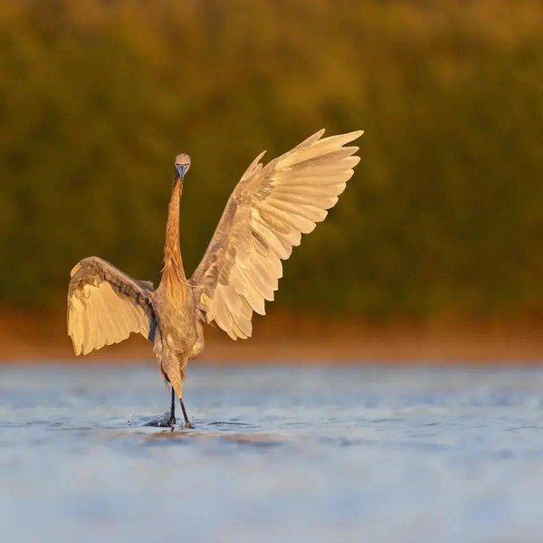 «Встаем в пятую позицию!» | Источник: Robert Gloeckner / The Nature Photography Contest 2023