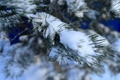 Яркие фото заснеженного Волгограда и первый снеговик