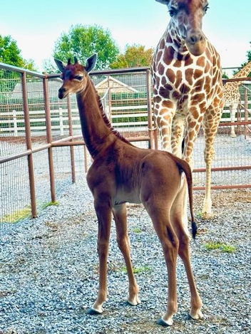 Ни одного пятнышка: посмотрите на уникального жирафа, который родился в зоопарке в США