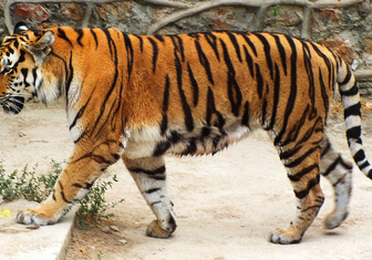 Зоопаспорт: амурский тигр