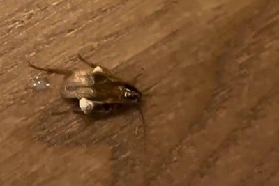 Таракан присоединился к ужину девушки в фудкорте «Гринвич»