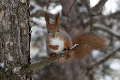 Белочки Мамаева кургана в объективе фотографа