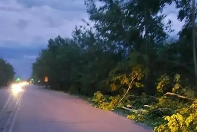 Упавшее дерево распилили и убрали с дороги в Ульяновске