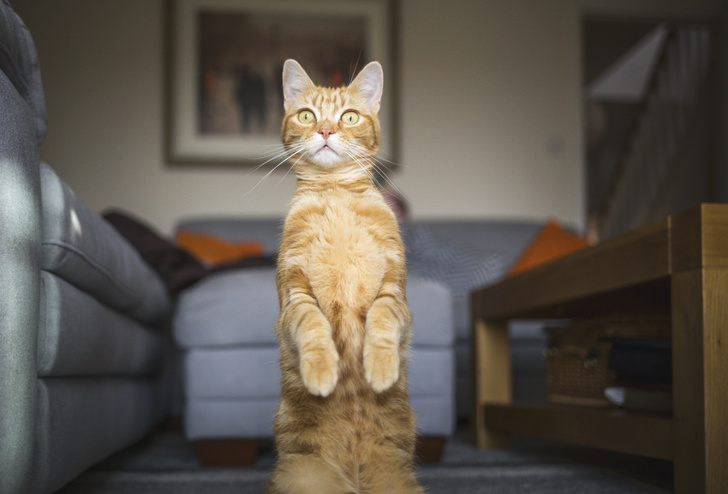 Фото №4 - 12 фактов о кошках, которые мало кто знает